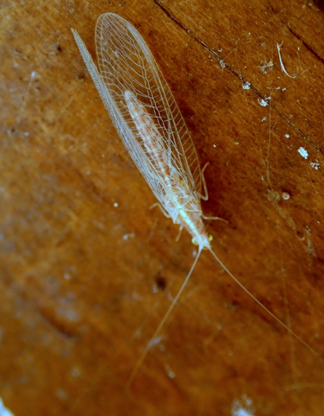 Chrysopidae trasparente